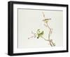 White-Eye Bird, Ch'ien-lung Period-null-Framed Giclee Print