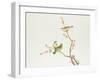 White-Eye Bird, Ch'ien-lung Period-null-Framed Giclee Print