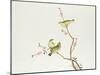 White-Eye Bird, Ch'ien-lung Period-null-Mounted Giclee Print