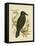 White-Eyed Crow or Australian Raven, 1891-Gracius Broinowski-Framed Stretched Canvas