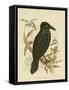 White-Eyed Crow or Australian Raven, 1891-Gracius Broinowski-Framed Stretched Canvas