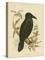 White-Eyed Crow or Australian Raven, 1891-Gracius Broinowski-Stretched Canvas