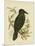 White-Eyed Crow or Australian Raven, 1891-Gracius Broinowski-Mounted Giclee Print