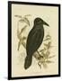 White-Eyed Crow or Australian Raven, 1891-Gracius Broinowski-Framed Giclee Print