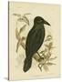 White-Eyed Crow or Australian Raven, 1891-Gracius Broinowski-Stretched Canvas