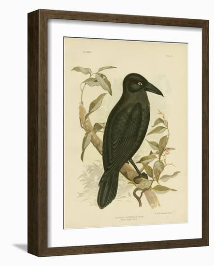 White-Eyed Crow or Australian Raven, 1891-Gracius Broinowski-Framed Giclee Print