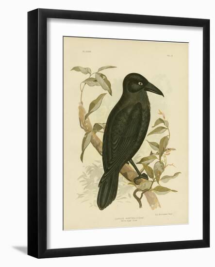 White-Eyed Crow or Australian Raven, 1891-Gracius Broinowski-Framed Giclee Print