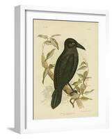 White-Eyed Crow or Australian Raven, 1891-Gracius Broinowski-Framed Giclee Print