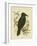 White-Eyed Crow or Australian Raven, 1891-Gracius Broinowski-Framed Giclee Print