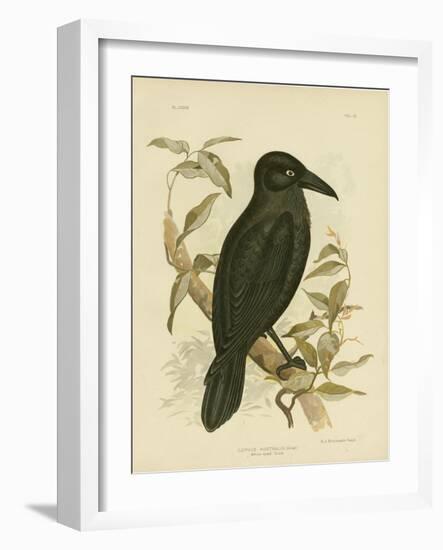 White-Eyed Crow or Australian Raven, 1891-Gracius Broinowski-Framed Giclee Print