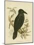 White-Eyed Crow or Australian Raven, 1891-Gracius Broinowski-Mounted Giclee Print
