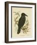 White-Eyed Crow or Australian Raven, 1891-Gracius Broinowski-Framed Giclee Print