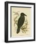 White-Eyed Crow or Australian Raven, 1891-Gracius Broinowski-Framed Giclee Print
