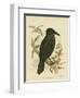 White-Eyed Crow or Australian Raven, 1891-Gracius Broinowski-Framed Giclee Print