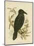 White-Eyed Crow or Australian Raven, 1891-Gracius Broinowski-Mounted Giclee Print