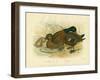 White-Eyed Duck, 1891-Gracius Broinowski-Framed Giclee Print