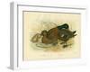 White-Eyed Duck, 1891-Gracius Broinowski-Framed Giclee Print