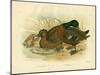 White-Eyed Duck, 1891-Gracius Broinowski-Mounted Giclee Print