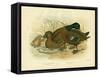 White-Eyed Duck, 1891-Gracius Broinowski-Framed Stretched Canvas