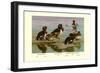 White-Eyed Ducks-Allan Brooks-Framed Art Print