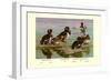 White-Eyed Ducks-Allan Brooks-Framed Art Print