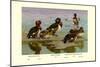 White-Eyed Ducks-Allan Brooks-Mounted Art Print