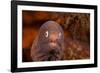 White-eyed moray, Bali, Indonesia-David Fleetham-Framed Photographic Print