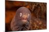 White-eyed moray, Bali, Indonesia-David Fleetham-Mounted Photographic Print