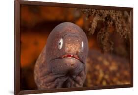 White-eyed moray, Bali, Indonesia-David Fleetham-Framed Photographic Print