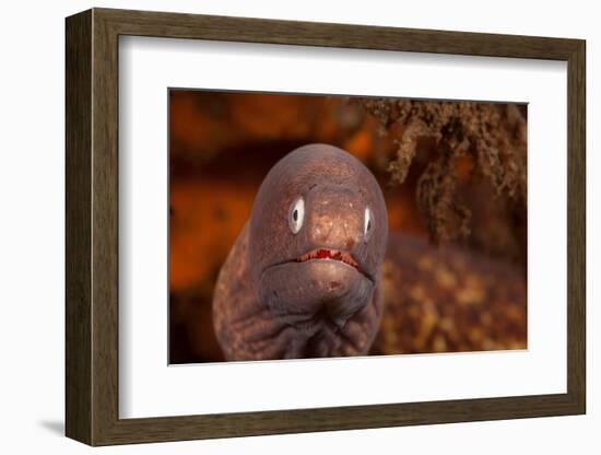 White-eyed moray, Bali, Indonesia-David Fleetham-Framed Photographic Print