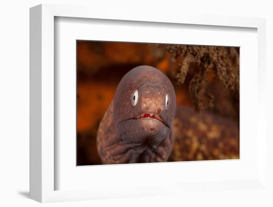 White-eyed moray, Bali, Indonesia-David Fleetham-Framed Photographic Print