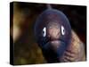 White Eyed Moray Eel (Siderea Thysoidea), Philippines, Southeast Asia, Asia-Lisa Collins-Stretched Canvas