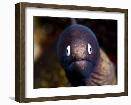 White Eyed Moray Eel (Siderea Thysoidea), Philippines, Southeast Asia, Asia-Lisa Collins-Framed Photographic Print