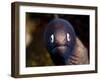 White Eyed Moray Eel (Siderea Thysoidea), Philippines, Southeast Asia, Asia-Lisa Collins-Framed Photographic Print