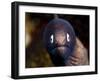 White Eyed Moray Eel (Siderea Thysoidea), Philippines, Southeast Asia, Asia-Lisa Collins-Framed Photographic Print