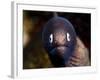 White Eyed Moray Eel (Siderea Thysoidea), Philippines, Southeast Asia, Asia-Lisa Collins-Framed Photographic Print