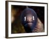 White Eyed Moray Eel (Siderea Thysoidea), Philippines, Southeast Asia, Asia-Lisa Collins-Framed Photographic Print