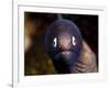 White Eyed Moray Eel (Siderea Thysoidea), Philippines, Southeast Asia, Asia-Lisa Collins-Framed Photographic Print