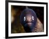 White Eyed Moray Eel (Siderea Thysoidea), Philippines, Southeast Asia, Asia-Lisa Collins-Framed Photographic Print