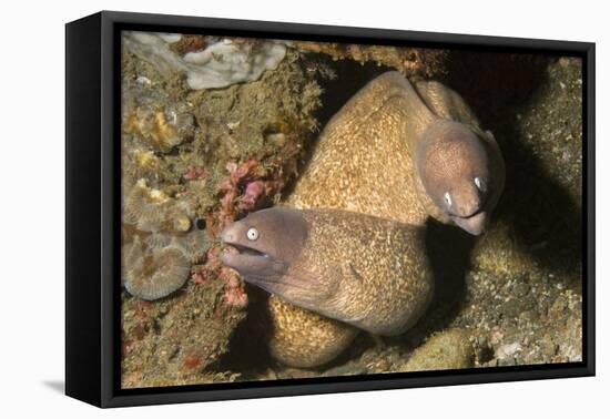 White-Eyed Moray Eels-Hal Beral-Framed Stretched Canvas