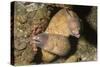 White-Eyed Moray Eels-Hal Beral-Stretched Canvas