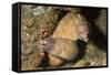 White-Eyed Moray Eels-Hal Beral-Framed Stretched Canvas