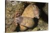 White-Eyed Moray Eels-Hal Beral-Stretched Canvas