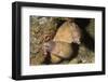 White-Eyed Moray Eels-Hal Beral-Framed Photographic Print