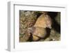 White-Eyed Moray Eels-Hal Beral-Framed Photographic Print