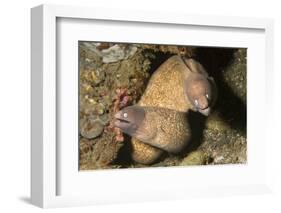 White-Eyed Moray Eels-Hal Beral-Framed Photographic Print