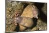 White-Eyed Moray Eels-Hal Beral-Mounted Photographic Print