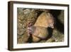 White-Eyed Moray Eels-Hal Beral-Framed Photographic Print