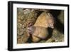 White-Eyed Moray Eels-Hal Beral-Framed Photographic Print