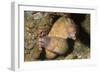 White-Eyed Moray Eels-Hal Beral-Framed Photographic Print